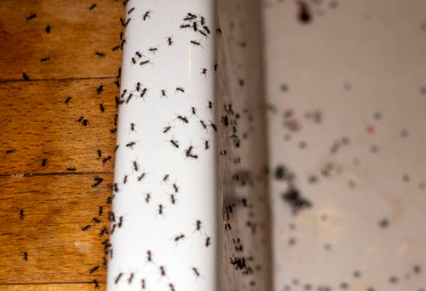Wasp Removal Services in Nevada, MO